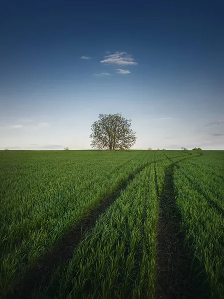 Landsväg Längs Ett Grönt Vetefält Med Ett Ensamt Träd Vid — Stockfoto