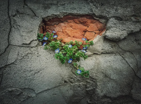 Green Blooming Plant Growing Out Weathered Concrete Wall Power Nature — Stock fotografie