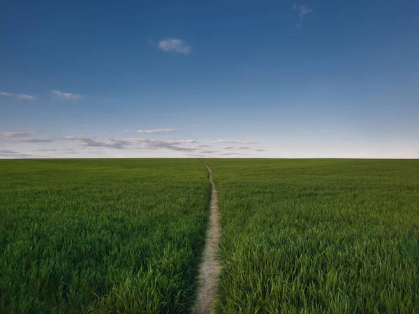 Een Smal Voetpad Door Een Groeiend Tarweveld Schilderachtig Natuurlandschap Landschap — Stockfoto