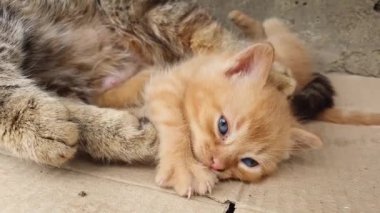 Meraklı küçük turuncu kedicik annesine yakın oynuyor ve kendini güvende hissediyor. Anne kedi tarafından emzirildikten sonra oyuncak ve besili kedi yavrusu.