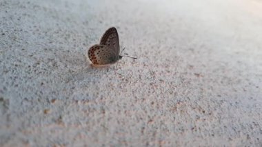 Doğu Kuyruklu Mavi Kelebek duvarda hareket ediyor. Lycaenidae familyasından minik kanatlı böcek Cupido comyntas.