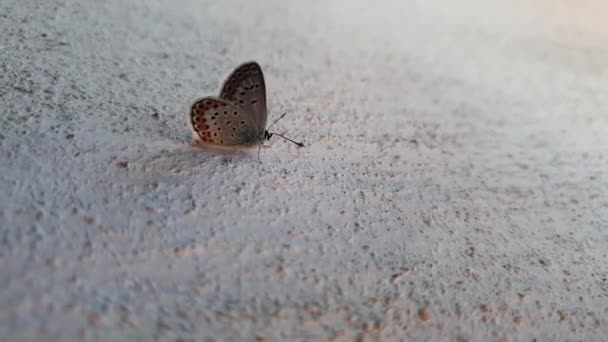 Ανατολική Ουρά Μπλε Πεταλούδα Κινείται Έναν Τοίχο Μικρό Φτερωτό Έντομο — Αρχείο Βίντεο