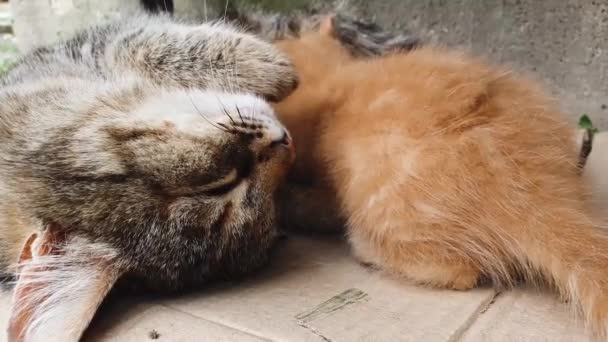 Zorgzame Zachte Moeder Kat Borstvoeding Haar Kleine Oranje Kitten — Stockvideo