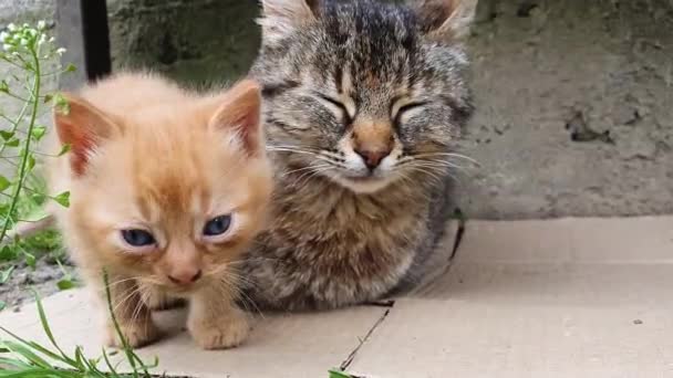 Nieuwsgierig Baby Kitten Spelen Rond Zijn Zorgzame Moeder Kat — Stockvideo