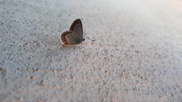 Eastern Tailed Blue Vlinder Beweegt Een Muur Kleine Vleugelwants Cupido — Stockvideo