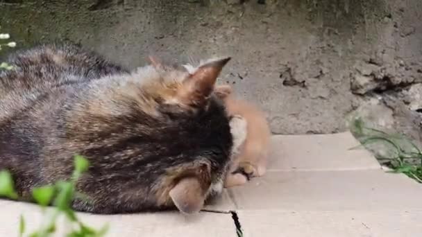 Scena Drăguță Closeup Pisică Mamă Grijuliu Jucându Blând Pisoiul Copil — Videoclip de stoc