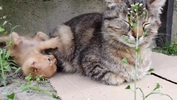 Verspielt Orangefarbenes Kätzchen Beim Spielen Mit Seiner Fürsorglichen Katzenmutter Lustige — Stockvideo