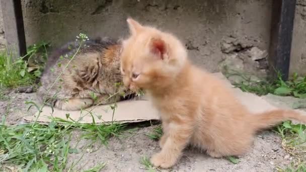 Nette Nahaufnahme Szene Mit Einem Fröhlichen Orangefarbenen Kätzchen Das Mit — Stockvideo