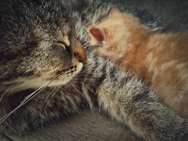 Caring Gentle Mother Cat Breastfeeding Her Little Orange Kitten — Stock Photo, Image