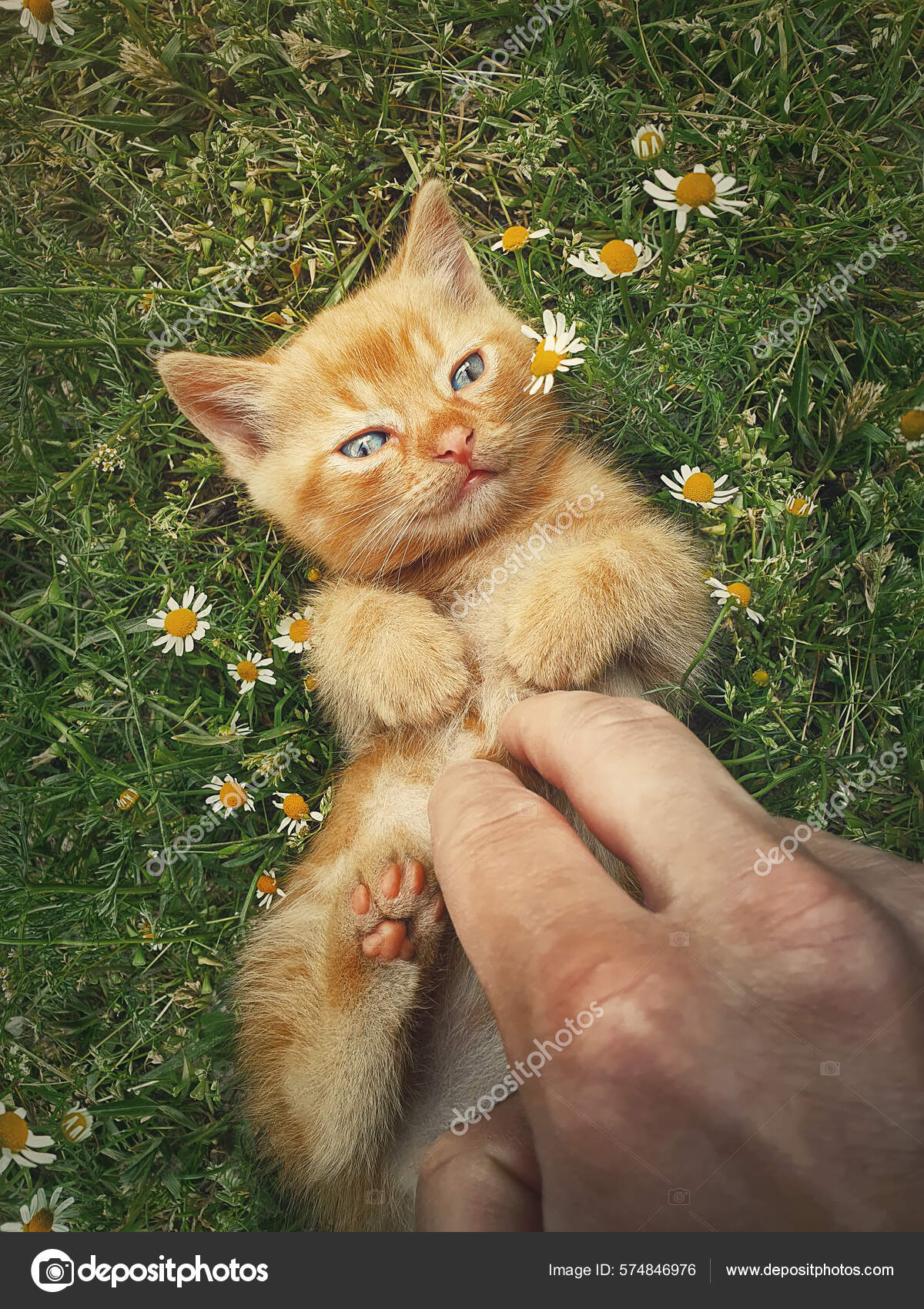 Little orange kitten online