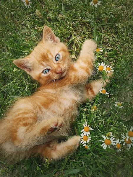 Gatinho Laranja Brincalhão Deitado Prado Grama Verde Entre Flores Pouco — Fotografia de Stock