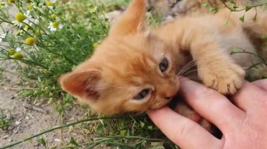 Turuncu bir kediyi elle okşayan bir adam. Küçük kızıl kedi, papatya çiçeğinin arasında sırt üstü yatıp sahibiyle oynuyor. Neşeli ve oynak kedi, doğada sevimli okşama sahnesi