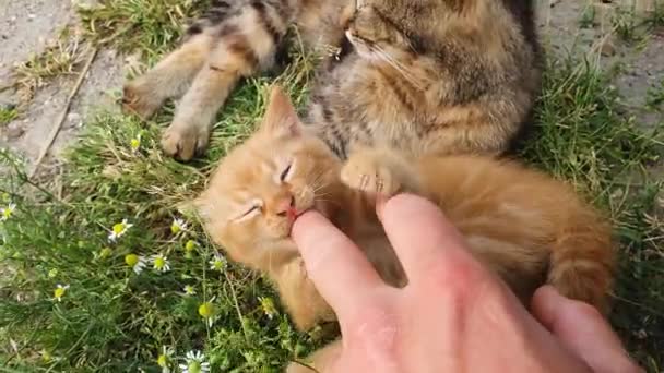 男はオレンジの子猫を手で撫でている 開花カモミールの間に彼の背中に横たわっている小さな生姜猫は 彼の所有者と遊んでいます カラフルで遊び心のある子猫 自然の中でかわいい愛撫シーン — ストック動画