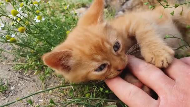 Ręka Człowieka Głaskającego Pomarańczowego Kotka Mały Rudy Kot Leżący Plecach — Wideo stockowe