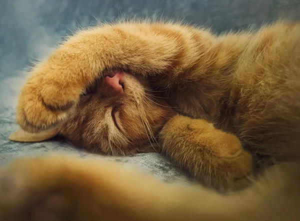Sleepy Orange Kitten Takes Nap Indoors Sofa Little Ginger Cat — Photo