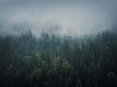 Puslu köknar ormanı geçmişi. Çam ağaçlarının üzerinde hareket eden bulutlarla donuk ve kasvetli bir sahne. Dağ tepelerindeki kozalaklı ağaçlarla kaplı doğal manzara.
