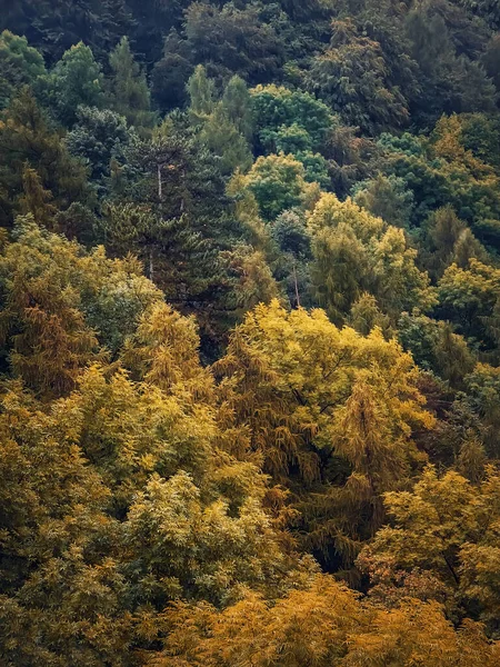 Colorata Struttura Degli Alberi Autunnali Scena Naturale Una Foresta Con — Foto Stock