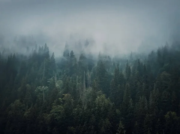 Sfondo Della Foresta Abeti Nebbiosi Scena Idilliaca Lunatica Con Nuvole — Foto Stock