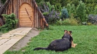 Sadık köpek avluda yatıyormuş gibi evi gözlüyor. Sadık evcil hayvan konsepti. Kırsal arkaplan