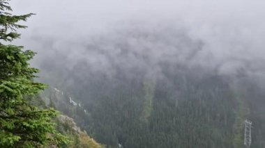 Dağın tepesinden sisli vadiye harika bir manzara. Karpatların tepesindeki kozalaklı ormanın üzerindeki sisli bulutlar.