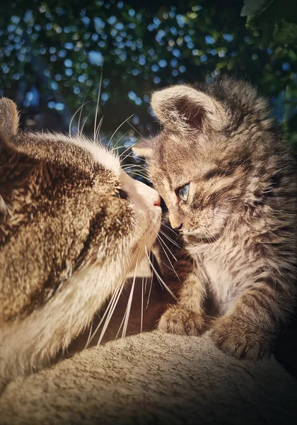 大人の猫は小さな赤ちゃんの子猫に出会い 目を見つめるように知り合いになります かわいい猫閉じますポートレート — ストック写真