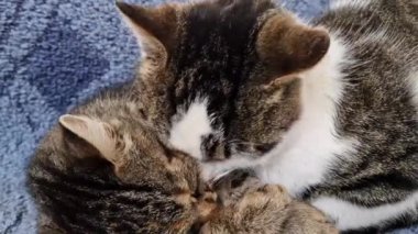 Kedi yavrusu ortağının kürkünü yalıyor. Birbirini önemseyen iki evcil kedinin yakın portresi. Evcil hayvanlarla güzel ve romantik bir sahne..