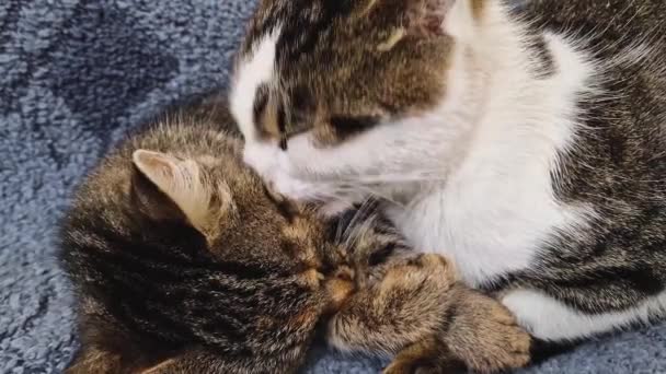 Kitten Likt Vacht Van Zijn Partner Close Portret Van Twee — Stockvideo