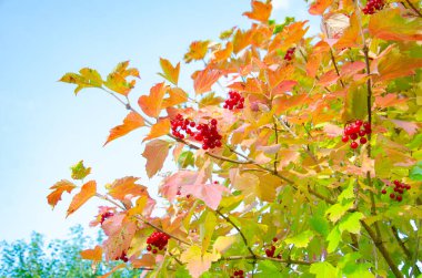 Sonbahar yapraklarının arka planında Viburnum meyveleri, sıradan Viburnum. Kırmızı, olgun, böğürtlen ve yapraklarla viburnum dalları