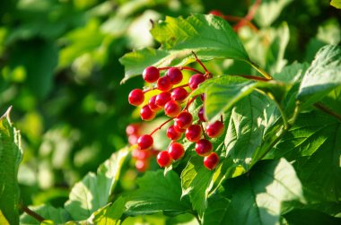 Viburnum, yaz günü büyük bir çalılıkta parlak kırmızı meyveler, meyveli viburum çalısı, taze viburnum üzümleri, olgunlaşmamış viburnum üzümleri