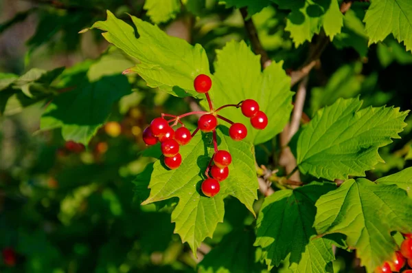 夏の日に大きな茂みの上の鮮やかな赤い果実 果実のあるビブラムブッシュ 若いビブラムベリー 熟していないビブラムベリー — ストック写真