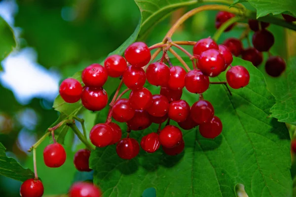Viburnum Red Berries Branch Viburnum Fruits Viburnum Berries — Stock Photo, Image