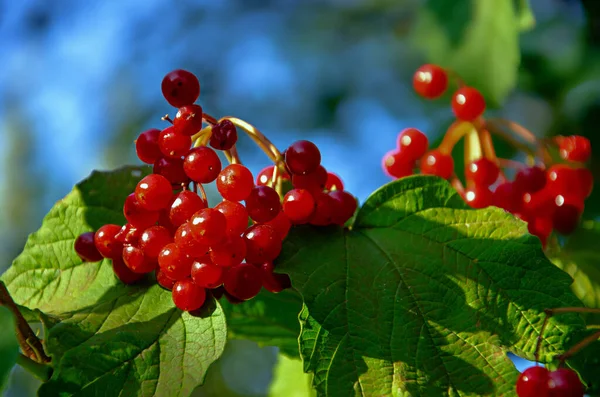 ビブルナム 枝の赤い果実 ビブルナム果実 ビブルナム果実 — ストック写真