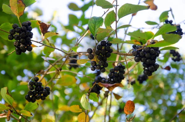 bir dalda böğürtlen, siyah rowan aronia boğaz üzümü