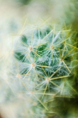 Kaktüsler yakın, bitkiler, sulu bitkiler.