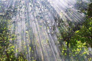 Güneş ışınları sabah ormanındaki yaprakları delip geçiyor.