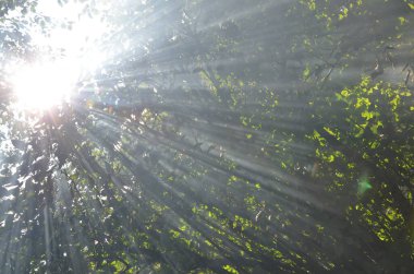 Güneş ışınları sabah ormanındaki yaprakları delip geçiyor.