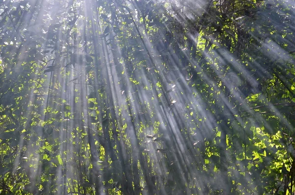 Sun Rays Break Leaves Morning Forest — Stock Photo, Image