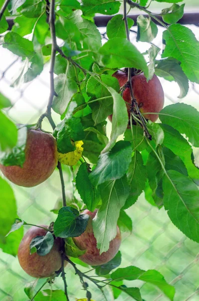 Ripe Apples Tree Apple Fruits Wild — Zdjęcie stockowe