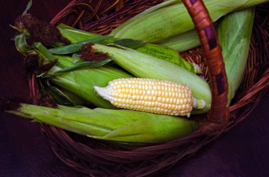 corn cobs, fresh and ripe corn cobs, open and closed in a basket,