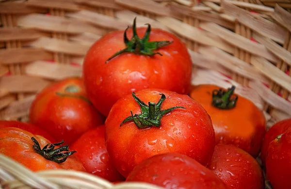 Tomatoes in Woven Basket close-up. home gardening concept.
