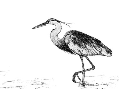 One Great Blue Heron walking along the surf -graphic clipart