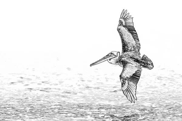 Amerikanischer Pelikan Fliegt Tief Über Wasser Grafik — Stockfoto