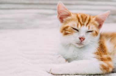 Zencefilli uyuyan kedi yavrusunun yakın plan portresi
