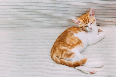 Yatakta uyuyan sevimli kızıl kedi yavrusu. Boşluğu kopyala