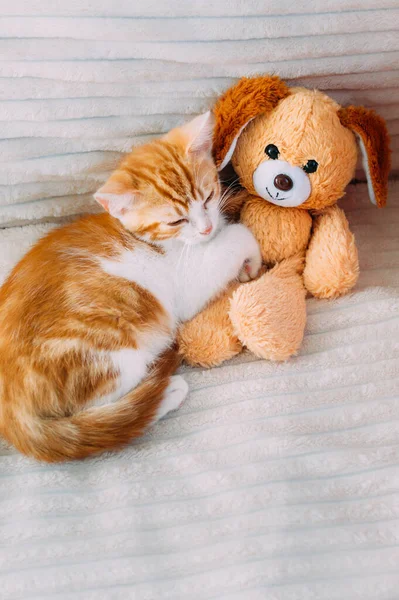 Ginger Kotě Spí Posteli Objetí Hračkou Svislá Fotografie — Stock fotografie
