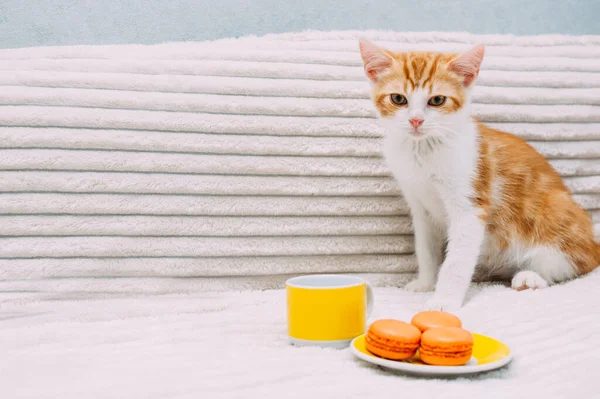 Ginger Kitten Plate Macaroon Cup Coffee Morning Concept — Stock Photo, Image