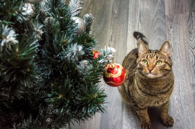 Noel ağacı ve altında oturan kedi. Kapat.
