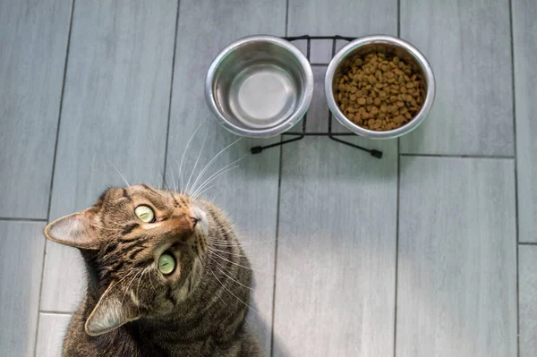 Kedi yemek ve suyun yanında, mutfakta yerde oturuyor.