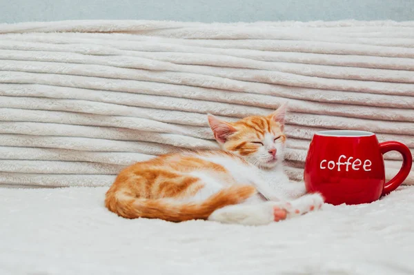 Gatinho Adormecido Gengibre Lado Uma Grande Caneca Vermelha Café Espaço — Fotografia de Stock