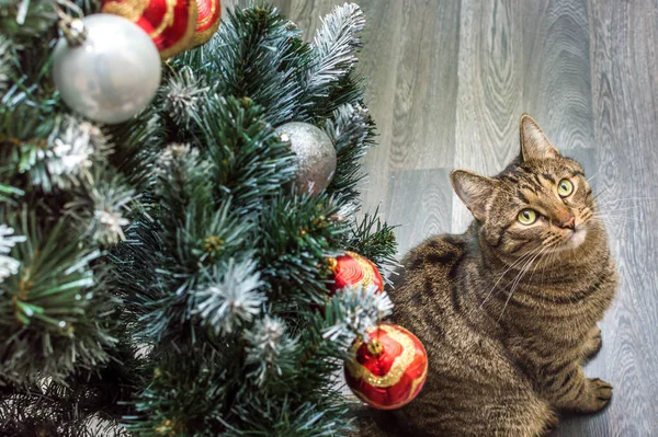 Χριστουγεννιάτικη Ιδέα Γάτα Και Διακοσμημένο Χριστουγεννιάτικο Δέντρο Εικόνα Αρχείου